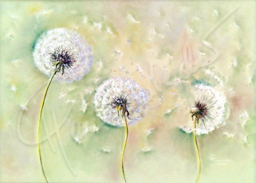 Farbspiel der Pusteblumen