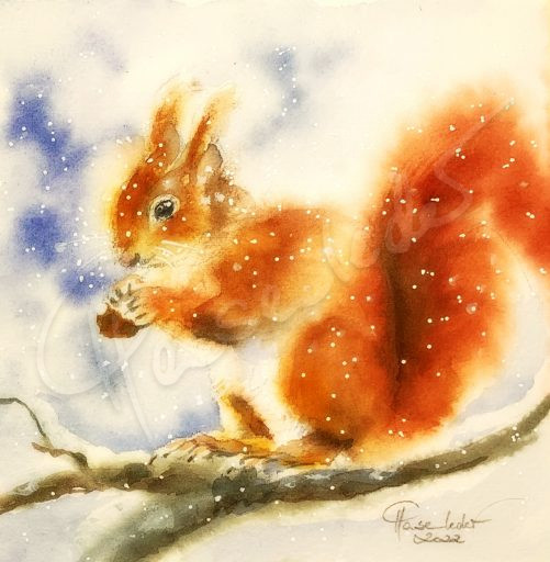 Wintergruß vom Eichhörnchen