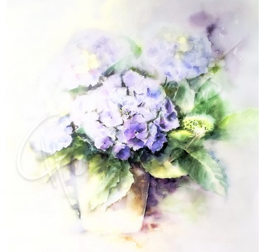 Hortensiengruß 1